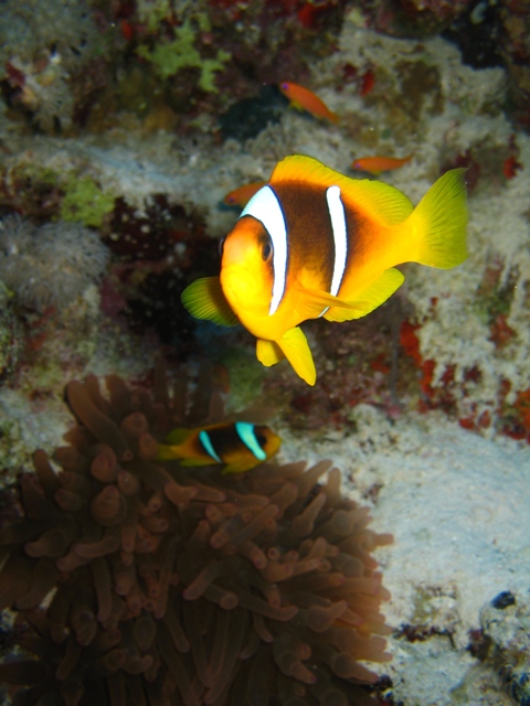 clown fish.jpg